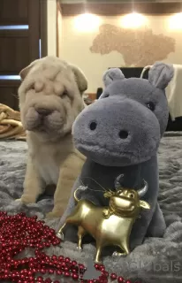 Zdjęcie №3. Szczenięta Shar Pei. Ukraina