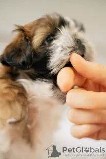 Dodatkowe zdjęcia: Sprzedaż szczeniaka shih tzu w Żytomierzu.