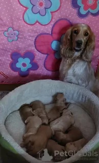 Zdjęcie №4. Sprzedam cocker spaniel angielski w Busko-Zdrój. hodowca - cena - 3000zł