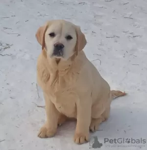 Zdjęcie №2 do zapowiedźy № 92305 na sprzedaż  labrador retriever - wkupić się Federacja Rosyjska od żłobka, hodowca