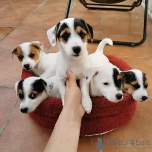 Zdjęcie №2 do zapowiedźy № 42249 na sprzedaż  jack russell terrier - wkupić się Malta prywatne ogłoszenie