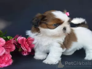 Zdjęcie №1. shih tzu - na sprzedaż w Салоники | 1674zł | Zapowiedź №44904