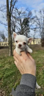 Dodatkowe zdjęcia: Szczenięta Chihuahua