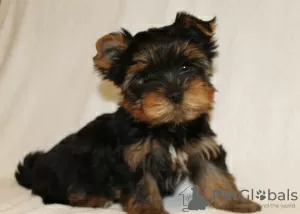 Dodatkowe zdjęcia: Sprzedam szczenięta rasy Yorkshire Terrier