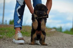 Dodatkowe zdjęcia: mężczyzna 1,5 miesiąca, zaciemniony, KSU / FCI, marka