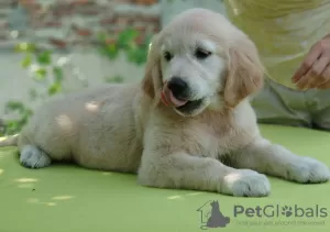 Zdjęcie №3. Szczenię golden retrievera. Ukraina