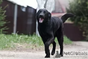 Zdjęcie №4. Sprzedam chihuahua (rasa psów) w Mińsk. od żłobka, hodowca - cena - negocjowane