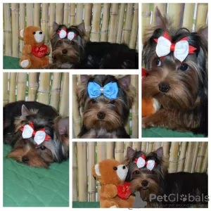 Zdjęcie №2 do zapowiedźy № 10032 na sprzedaż  yorkshire terrier - wkupić się Federacja Rosyjska od żłobka