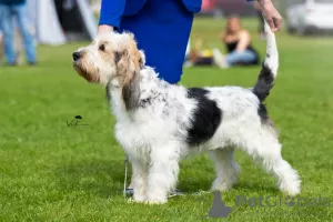 Dodatkowe zdjęcia: Szczenięta Grand Basset Griffon Vendeen