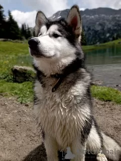 Zdjęcie №1. alaskan malamute - na sprzedaż w Rougemont | 18835zł | Zapowiedź №57528