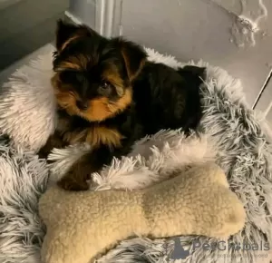 Zdjęcie №1. yorkshire terrier - na sprzedaż w Antheia | 1256zł | Zapowiedź №13061