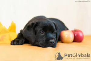 Dodatkowe zdjęcia: Szczenięta Labrador Retriever