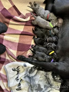 Dodatkowe zdjęcia: Cane Corso