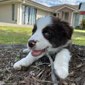 Zdjęcie №1. border collie - na sprzedaż w Karlovy Vary | Bezpłatny | Zapowiedź №80533