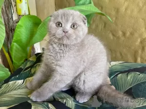 Zdjęcie №1. scottish fold - na sprzedaż w Киль | Bezpłatny | Zapowiedź № 95893