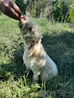 Zdjęcie №3. Elegancka i wyrafinowana suczka szczenięcia Lagotto Romagnolo. Rumunia