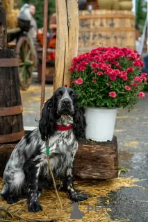 Zdjęcie №4. Sprzedam cocker spaniel angielski w Kiszyniów. hodowca - cena - 837zł