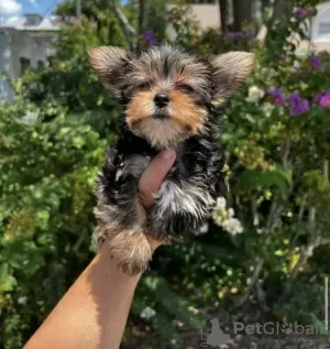 Zdjęcie №1. yorkshire terrier - na sprzedaż w Nowy Jork | 2377zł | Zapowiedź №102888