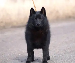 Zdjęcie №1. schipperke - na sprzedaż w Москва | 3062zł | Zapowiedź №4414