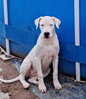 Dodatkowe zdjęcia: Dogo Argentino szczeniaki