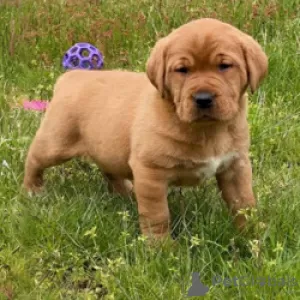 Zdjęcie №1. labrador retriever - na sprzedaż w Müncheberg | 957zł | Zapowiedź №130549