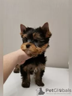 Zdjęcie №2 do zapowiedźy № 10181 na sprzedaż  yorkshire terrier - wkupić się Federacja Rosyjska prywatne ogłoszenie, hodowca