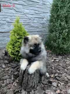 Dodatkowe zdjęcia: Szczenięta Keeshond / szpic wilczy