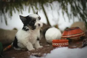 Dodatkowe zdjęcia: Beaver Yorkshire Terrier. Szczenięta