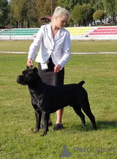 Zdjęcie №1. Usługi krycia - rasa: cane corso. Cena - negocjowane