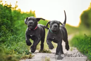 Zdjęcie №1. cane corso - na sprzedaż w Połtawa | 7003zł | Zapowiedź №86330