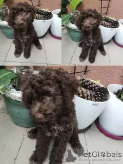 Zdjęcie №4. Sprzedam lagotto romagnolo w Belgrad. hodowca - cena - negocjowane