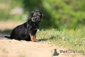 Dodatkowe zdjęcia: szczenięta border terrier