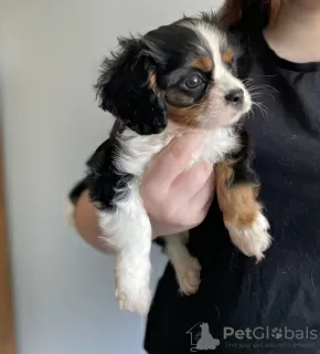 Zdjęcie №1. cavalier king charles spaniel - na sprzedaż w Buffalo | 872zł | Zapowiedź №64144