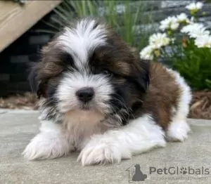 Zdjęcie №1. shih tzu - na sprzedaż w Patras | 1256zł | Zapowiedź №78594