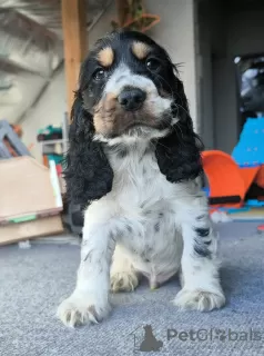 Zdjęcie №3. Cocker spaniel angielski. Polska