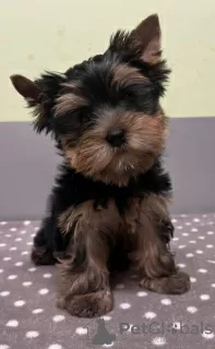 Zdjęcie №1. yorkshire terrier - na sprzedaż w Rūjiena | Bezpłatny | Zapowiedź №114085