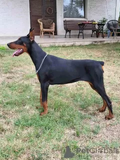 Zdjęcie №2 do zapowiedźy № 114628 na sprzedaż  doberman - wkupić się Serbia 