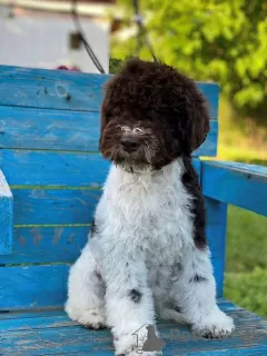 Zdjęcie №3. Szczenięta Lagotto Romagnolo. Serbia