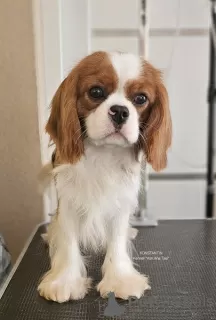 Dodatkowe zdjęcia: Sprzedam Cavalier King Charles Spaniel, samce