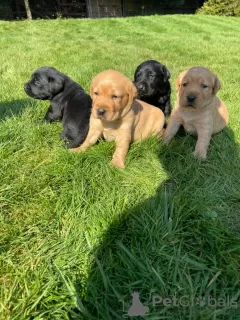 Zdjęcie №2 do zapowiedźy № 18633 na sprzedaż  labrador retriever - wkupić się Irlandia prywatne ogłoszenie