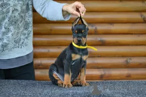 Dodatkowe zdjęcia: Doberman szczenięta na sprzedaż