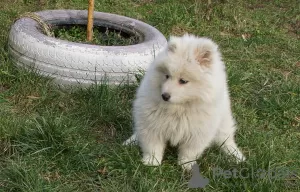 Zdjęcie №3. Samoyed suczki. Polska