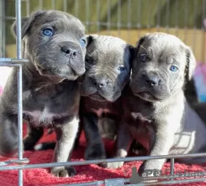 Zdjęcie №1. cane corso - na sprzedaż w Charleroi | 957zł | Zapowiedź №129076