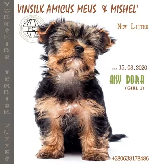 Zdjęcie №2 do zapowiedźy № 6722 na sprzedaż  yorkshire terrier - wkupić się Ukraina od żłobka, hodowca