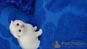 Dodatkowe zdjęcia: Venda Scottish Fold