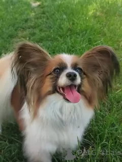 Zdjęcie №3. CONTINENTAL TOY SPANIEL/ PAPILLON. Polska