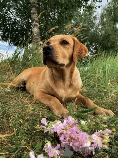 Zdjęcie №4. Sprzedam labrador retriever w Mogilow. prywatne ogłoszenie, od żłobka, hodowca - cena - 5830zł