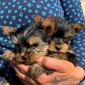 Zdjęcie №1. yorkshire terrier - na sprzedaż w Tartu | negocjowane | Zapowiedź №84675