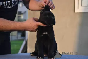 Zdjęcie №3. Szczenięta Cane Corso. Serbia