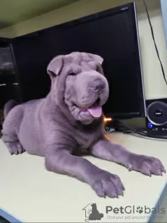 Zdjęcie №1. shar pei - na sprzedaż w Kremenczug | 840zł | Zapowiedź №11603